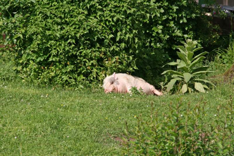 Neuschwanstein juni 2011 - 154